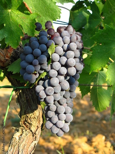 Obraz Grappolo d'uva nera, Toscana