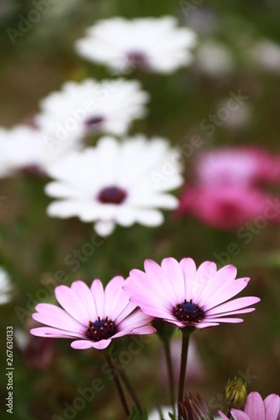 Obraz schoene Blumen