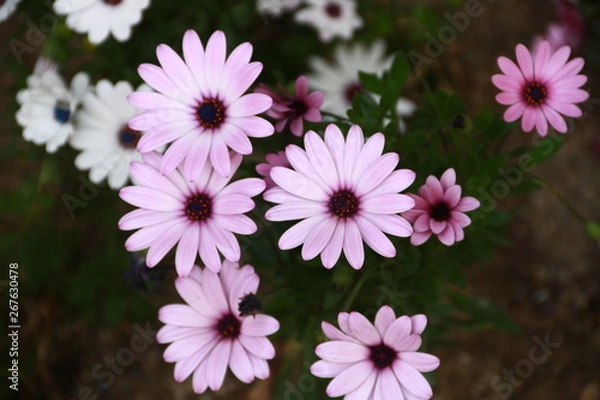 Obraz  violette und weisse Blumen