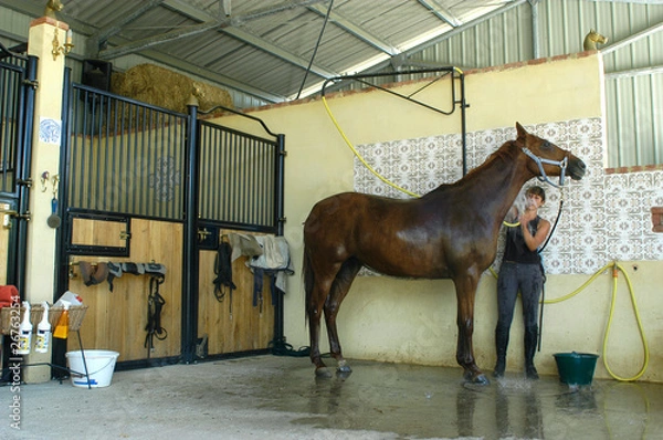 Obraz Cavalière et son cheval