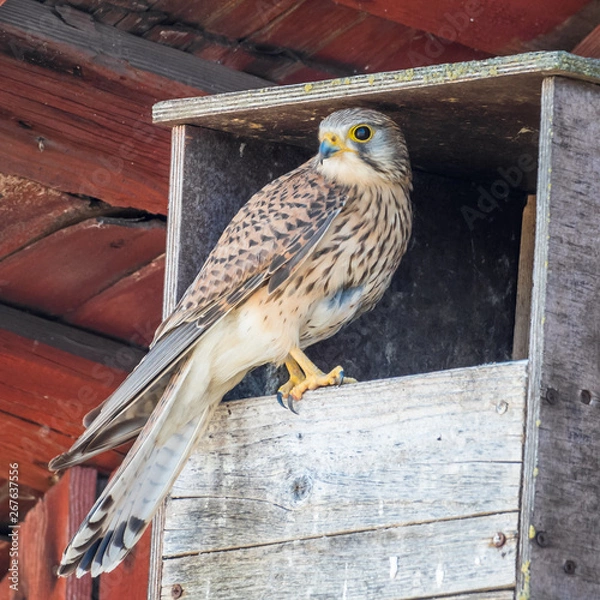 Obraz Kestrel