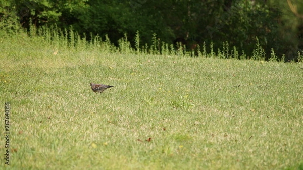 Fototapeta 잔디와 새