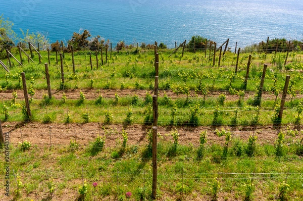 Fototapeta Vineyard at the top of the hill with vines growing in rows, at the beginning of spring on the Ligurian Sea coast, in Cinque Terre, Italy.