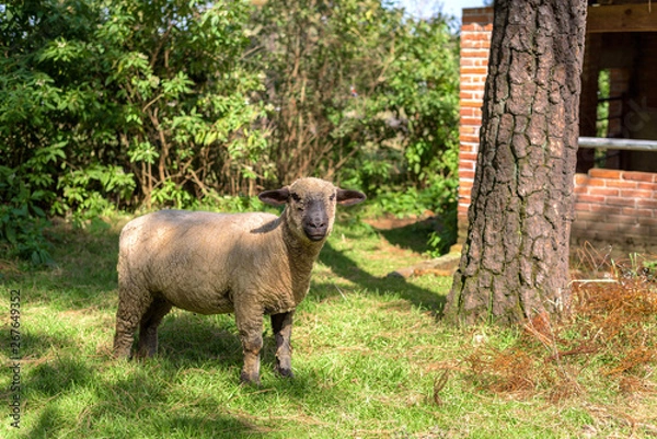 Obraz Oveja en la granja