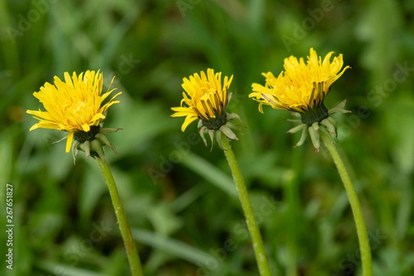 Fototapeta Three yellow dandelion flowers in nature on meadow. Dandelions field on spring sunny day. Blooming dandelion on green background.