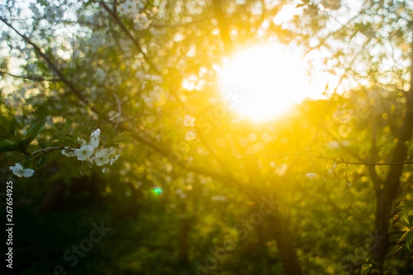 Obraz sun in the cherry garden