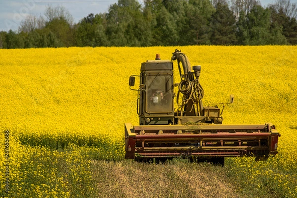Fototapeta combine harvester working on colza field