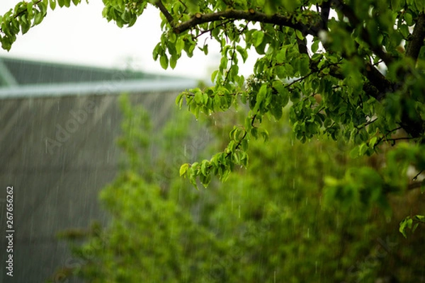 Obraz tree leaves in the rain 