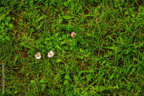 Obraz grass with three flowers background, summer grass texture