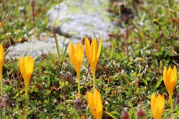 Obraz alpine flowers
