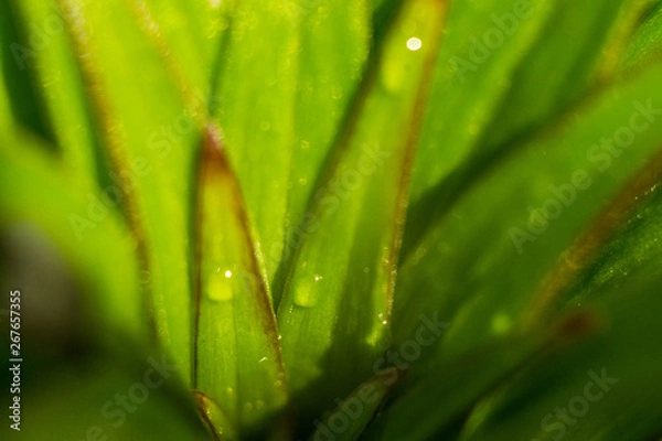 Fototapeta green leaf with water drops