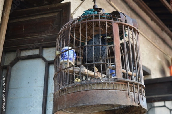 Obraz Black bird in cage