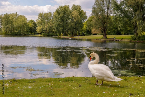 Obraz cisne en el lago