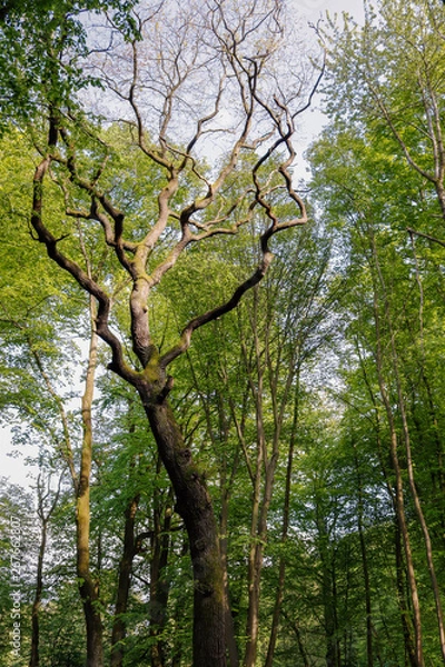 Obraz ramas en el bosque