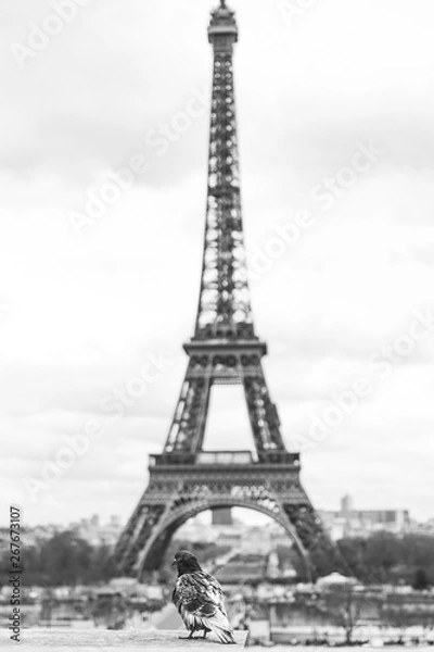 Fototapeta Pigeon Eiffel Tower