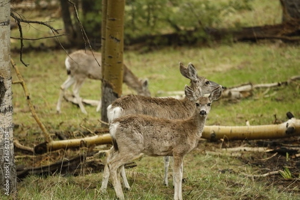 Obraz Water-logged Deer