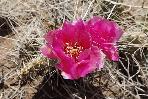 Obraz Prickly Pear Pink Blossoms