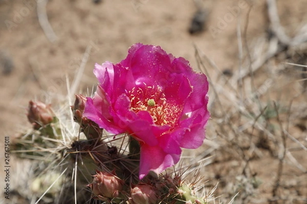 Obraz Another Prickly Pear Cactus Flower