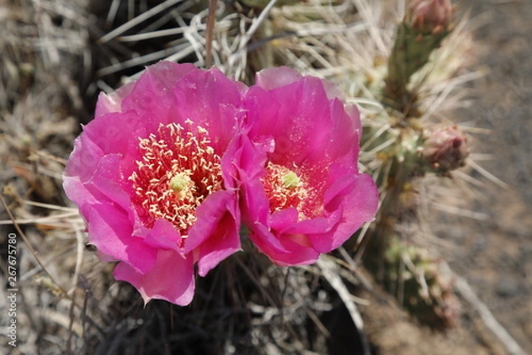 Obraz Two Prickly Pear Cactus Flowers
