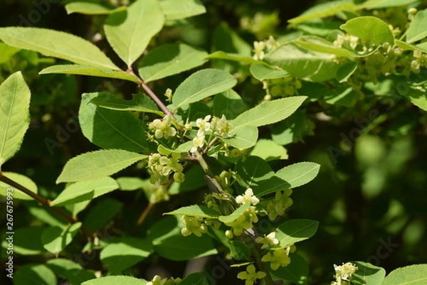 Fototapeta Winged spindle tree flowers (Euonymus alatus)