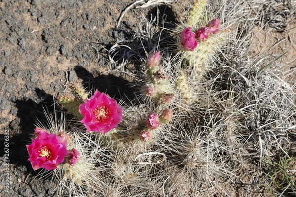 Obraz Multiple Pink Prickly Pear Blossoms