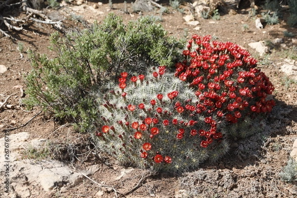 Obraz Red Barrel Cactus Blossoms