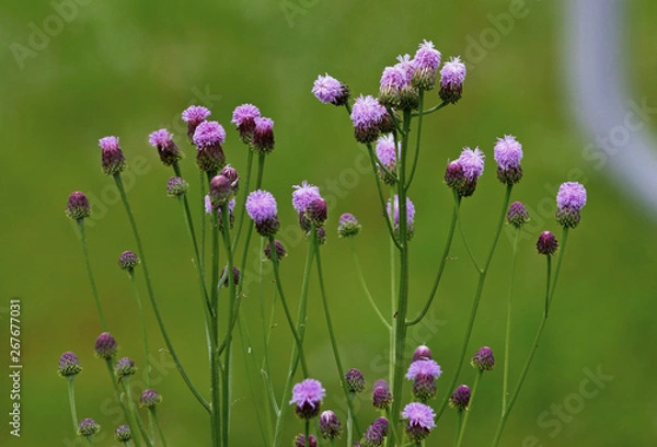 Fototapeta 봄에피는 지칭개꽃