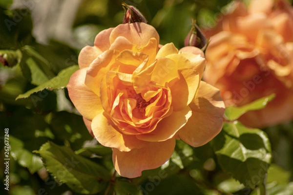 Obraz Rose orange