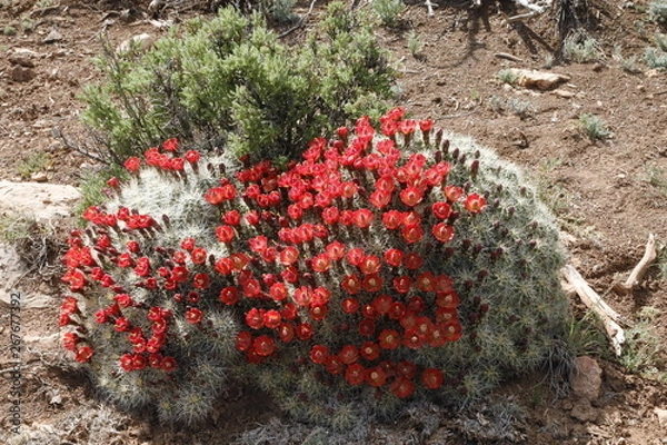Obraz Red Barrel Cactus Blossoms