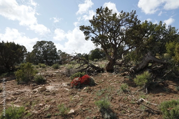 Obraz Red Barrel Cactus Landscape