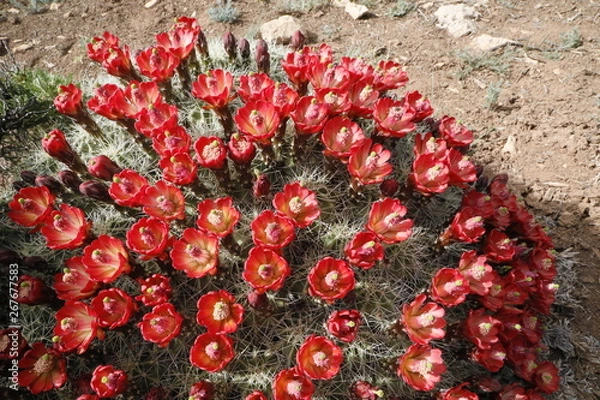 Obraz Red Barrel Cactus Profusion
