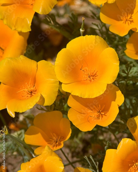 Obraz Poppies Close-up