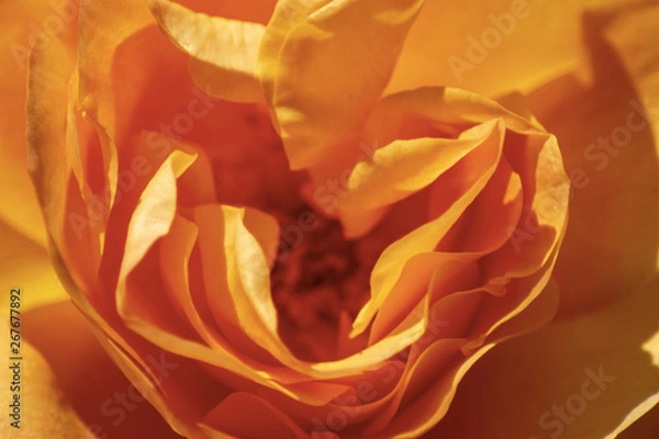 Obraz Rose orange