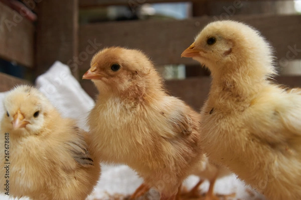 Obraz Cute little broiler chickens  eats grain, close-up