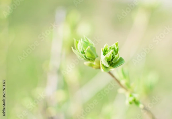 Obraz Green bud on branch.