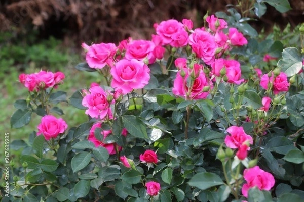 Fototapeta 馬見丘陵公園の薔薇