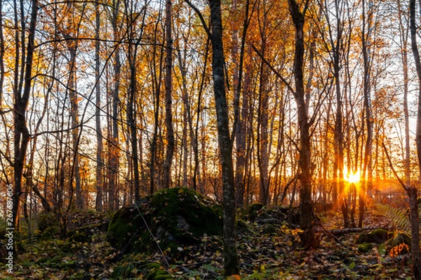 Fototapeta Rays of the setting sun make their way through the thinned autumn forest