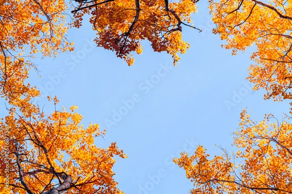 Fototapeta View from below on the tops of aspens in the autumn forest against the blue sky, colorful autumn landscape with copy space - image