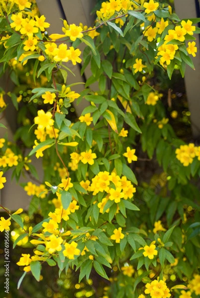 Obraz Carolina Jasmine