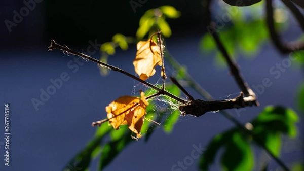 Obraz The spider web flashes back on the tree.