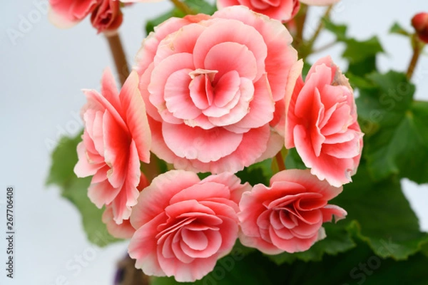 Fototapeta Giant Begonia in pink closer look