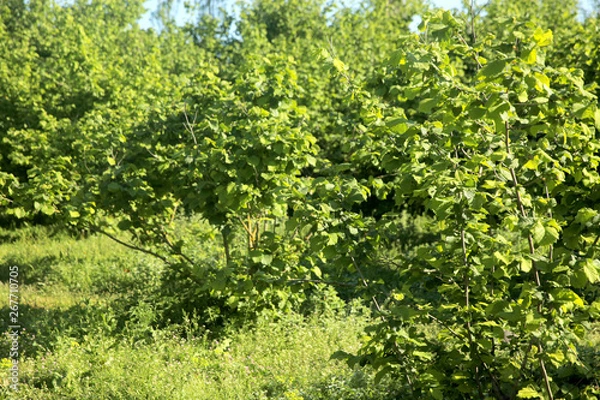 Fototapeta Garden of Hazelnut tree in backyard. Green grass. 