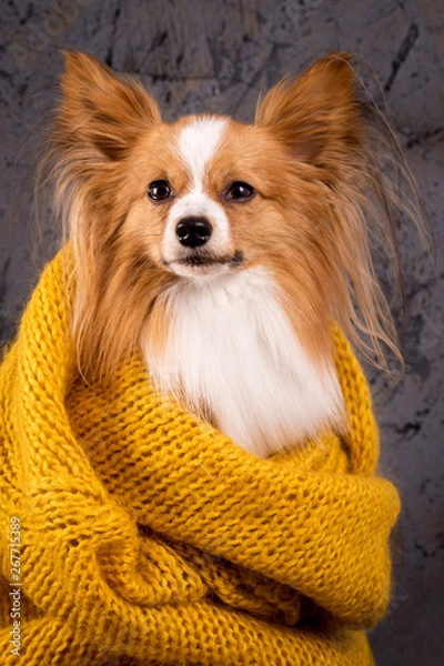 Fototapeta dog in a warm sweater, close-up