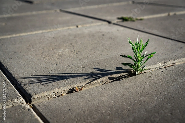 Obraz Growing on concrete