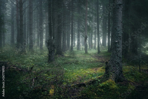 Fototapeta moody misty coniferous forest close up