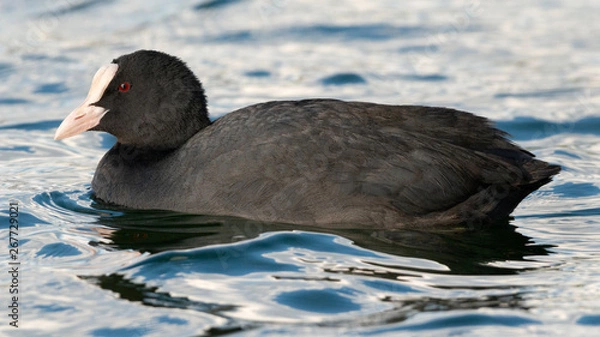 Fototapeta Common Coot floating on water