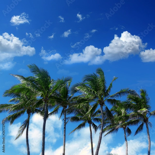 Obraz Group of close up tall coconut palm trees over sunny blue sky in Deerfield beach, Florida, USA