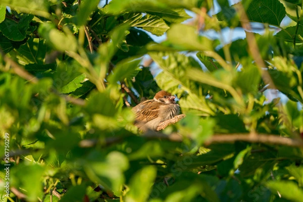 Fototapeta スズメ