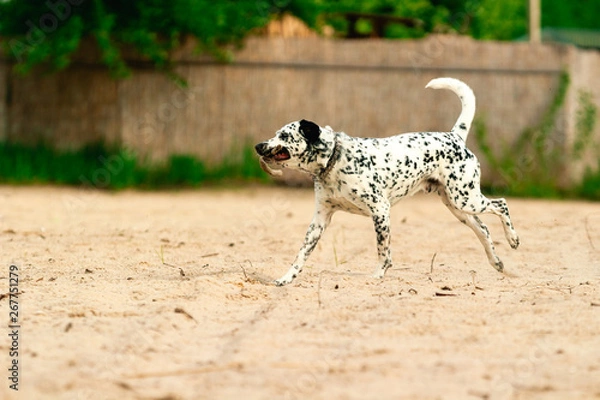Obraz A dog playing on the beach. A white spotted and a happy dog playing with a wooden stick in the beach in the morning.