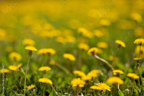 Obraz field of  dandelions